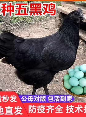纯种五黑鸡苗五黑鸡活苗五黑一绿鸡活体下蛋鸡苗脱温鸡小鸡仔活苗