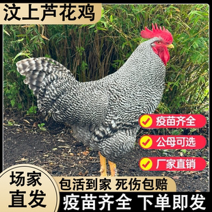 纯种芦花鸡活苗 一斤正宗汶上芦花鸡绿壳蛋鸡散养半斤脱温小鸡苗