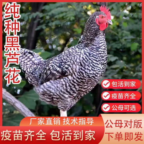 纯种汶上芦花鸡活苗小鸡活苗脱温苗鸡芦花鸡活体鸡活苗黑芦花鸡苗