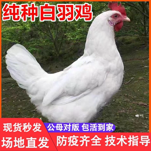 纯种1.5斤白羽鸡活苗大种肉鸡来航美国白羽鸡双A大型公鸡小鸡活苗