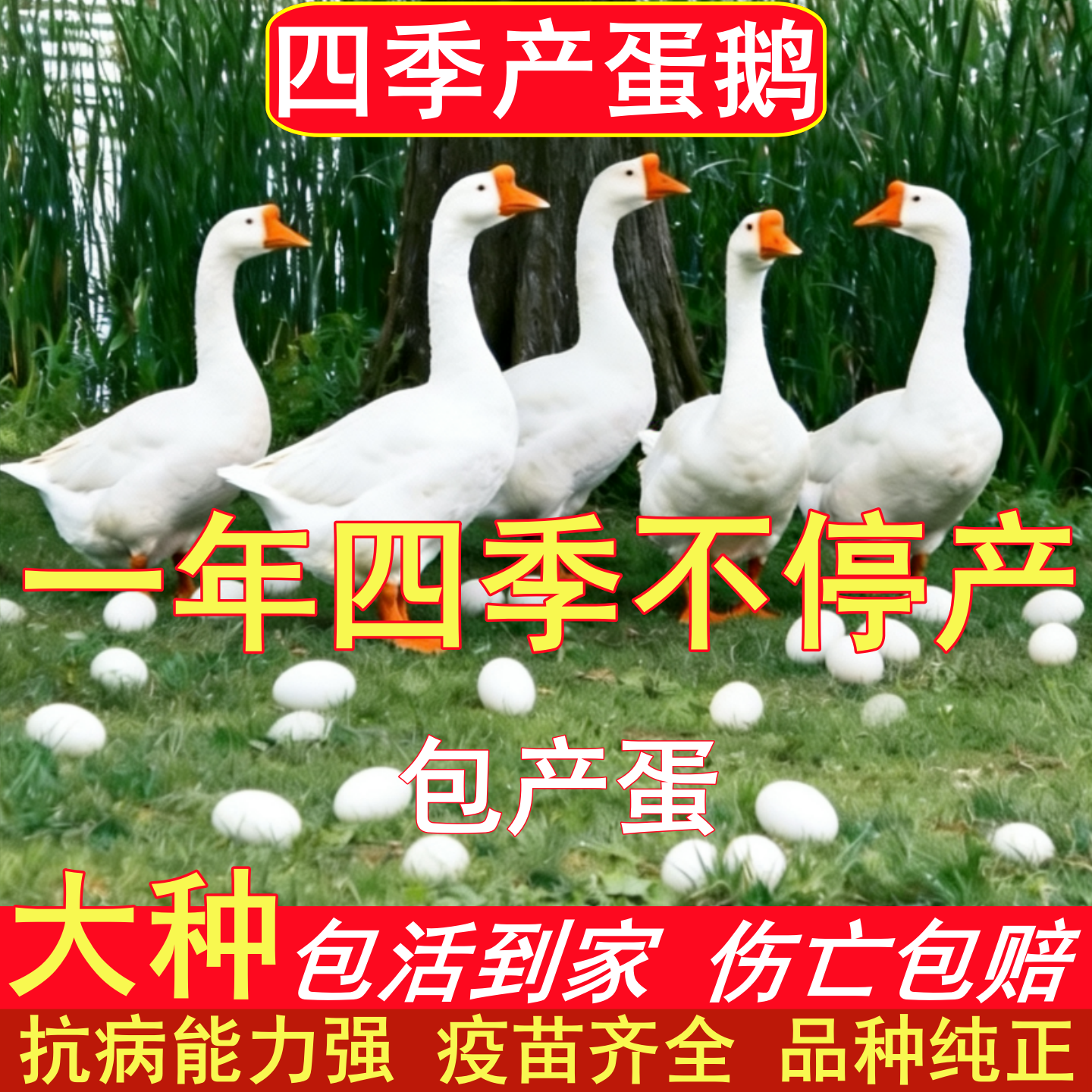 纯种四季大白鹅苗活体大种高产蛋鹅四季产蛋鹅脱温苗包活到家