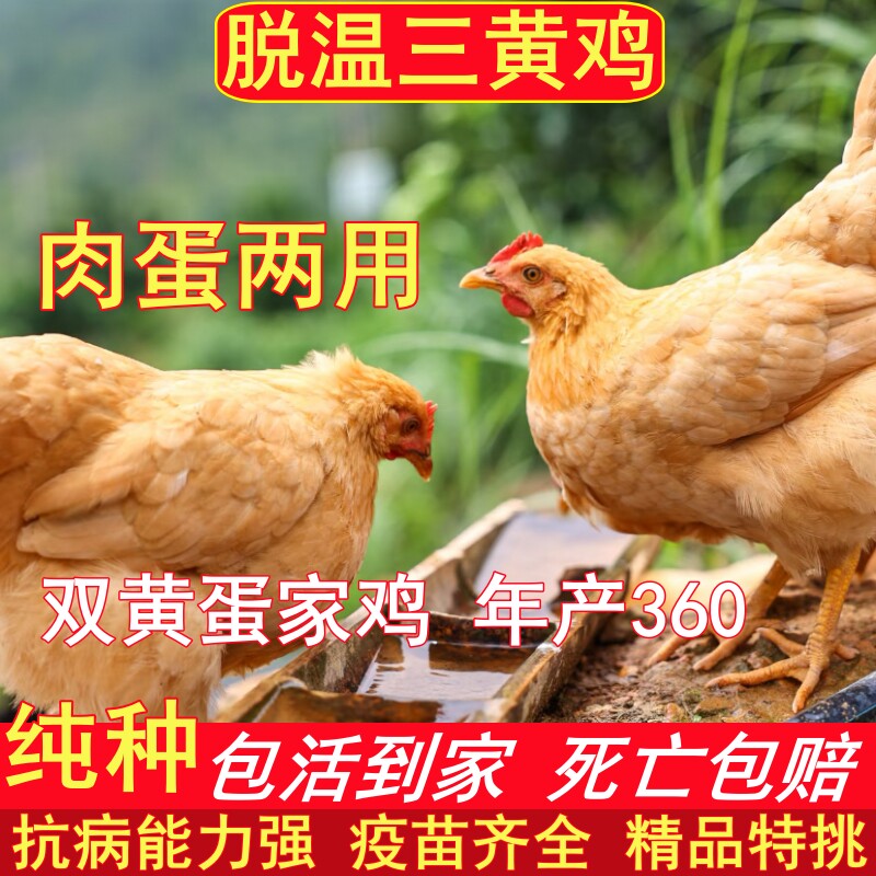 纯种三黄鸡高产蛋土鸡苗农家散养家鸡活苗脱温鸡幼苗笨鸡肉蛋两用