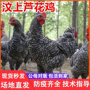 纯种一斤汶上芦花鸡活苗绿壳蛋鸡苗小鸡活苗半斤黑芦花鸡活体包活