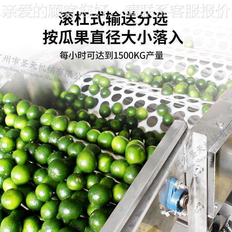 西柑橘分选机商 橘子ST-FX6 橙子大蒜圆筒分选机器 洋红用柿葱滚