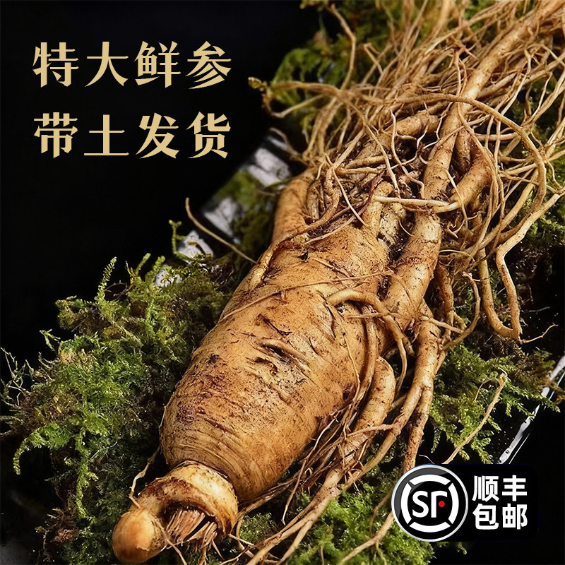 泡酒专用人参新鲜特大号园参保鲜长白山精品参一根东北吉林2025年