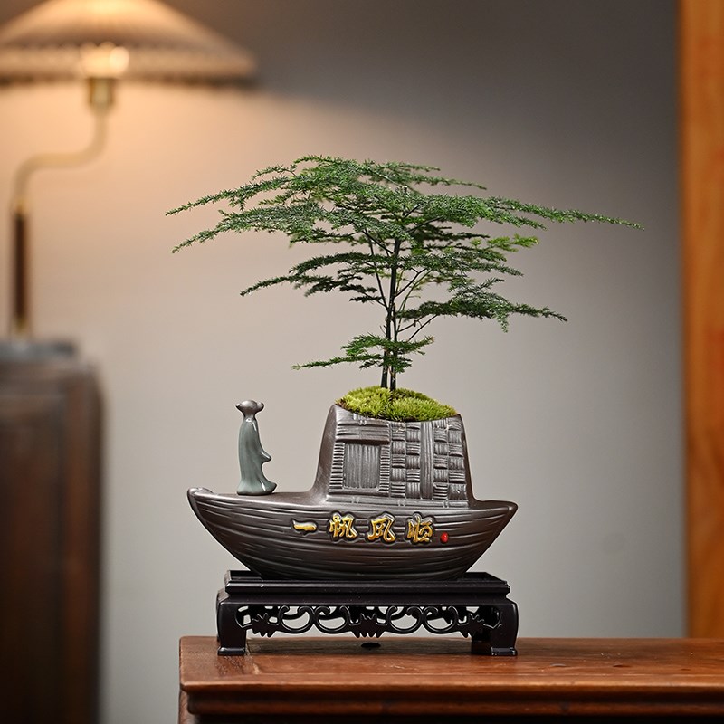 文竹盆栽植物室内好养易活赤楠盆景绿植客厅花卉四季常青净化空气