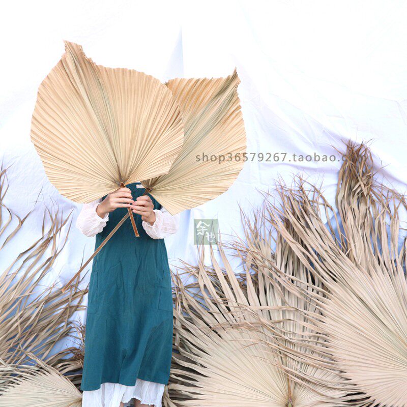 新鲜棕榈树叶蒲葵叶扇形背景北欧婚庆会展布景葵扇叶商场场景拱门