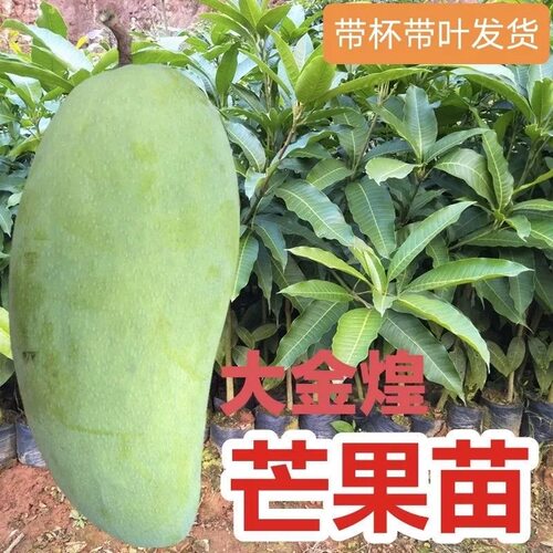 正宗凯特芒果树苗嫁接高产红贵妃芒大果香甜金煌芒果苗带土果树苗