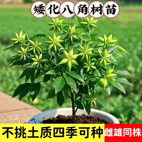 正品嫁接大红八角果树苗当年结果
