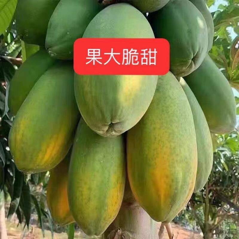 广西钦州木瓜树苗红心冰糖大青木瓜苗矮化特大木瓜苗四季结果
