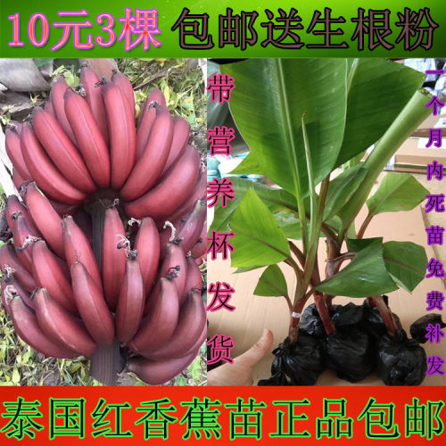 红香蕉苗果树苗新品种
