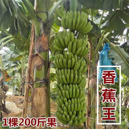 香蕉树苗矮化芭蕉皇帝蕉粉蕉香蕉小米蕉苹果南方四季抗寒当年结果