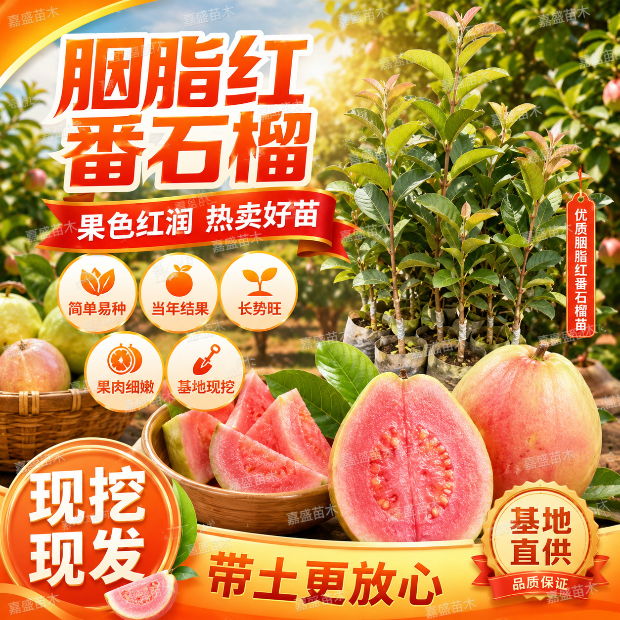 胭脂红番石榴树苗红心芭乐四季