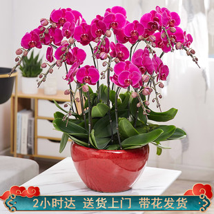 【2小时达】蝴蝶兰盆栽兰花带花苞双花剑真年宵花卉开业乔迁花卉