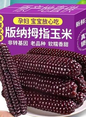 云南黑玉米紫糯拇指小玉米清甜香糯即食代餐紫色拇指真空包装玉米