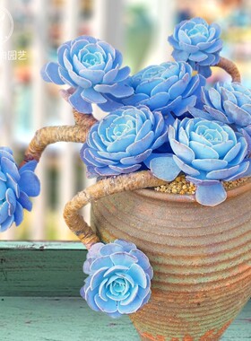 圣卡洛斯蒂斯向阳派大老桩子多肉植物一物一拍石莲鲁氏绿植花卉