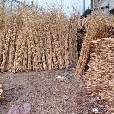 龙桑 龙柳曲柳三叉叶干支柳条 白树枝干树枝干花摆放装饰简约时尚