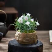 姬月季 迷你小盆栽花卉室内植物花办公室桌面绿植四季 开花微型盆景