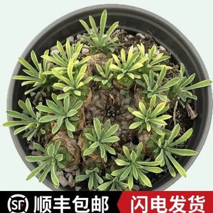 城南别院  峨眉山多肉植物 单头 群生 一物一拍 大戟科 铁甲麒麟