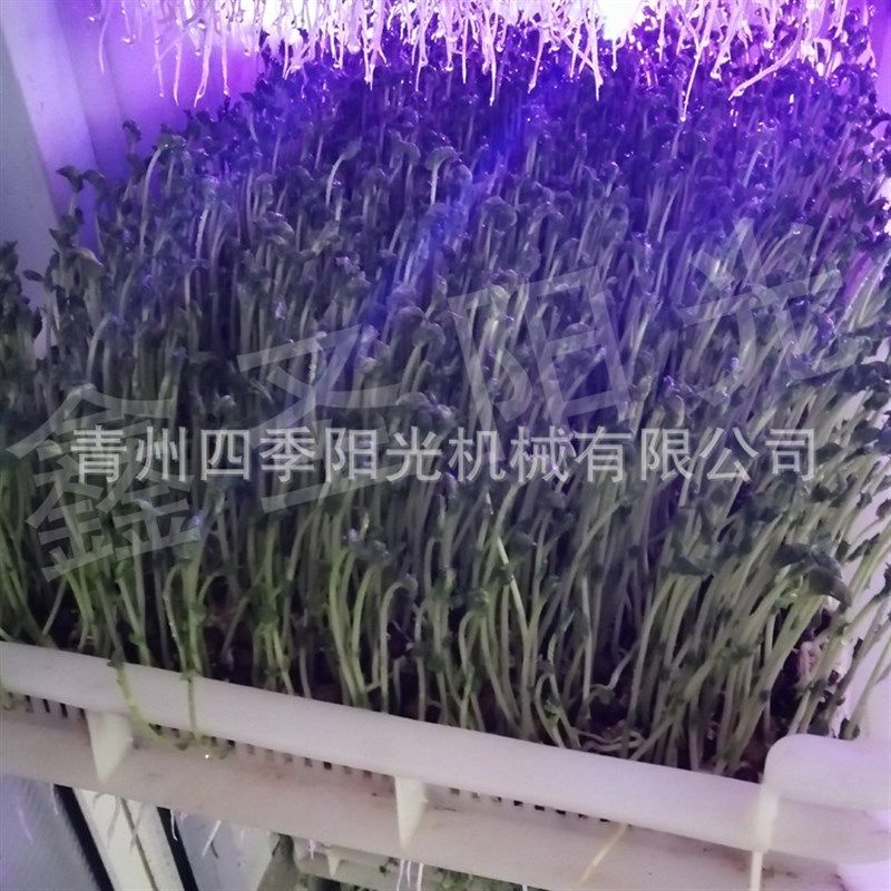 智能种子发芽机芽苗菜催芽机 全自动发芽机厂 糙米水稻发芽机