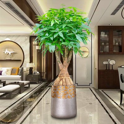 大型老桩提根发财树盆栽老根室内盆景办公室绿植客厅玄关开业礼物