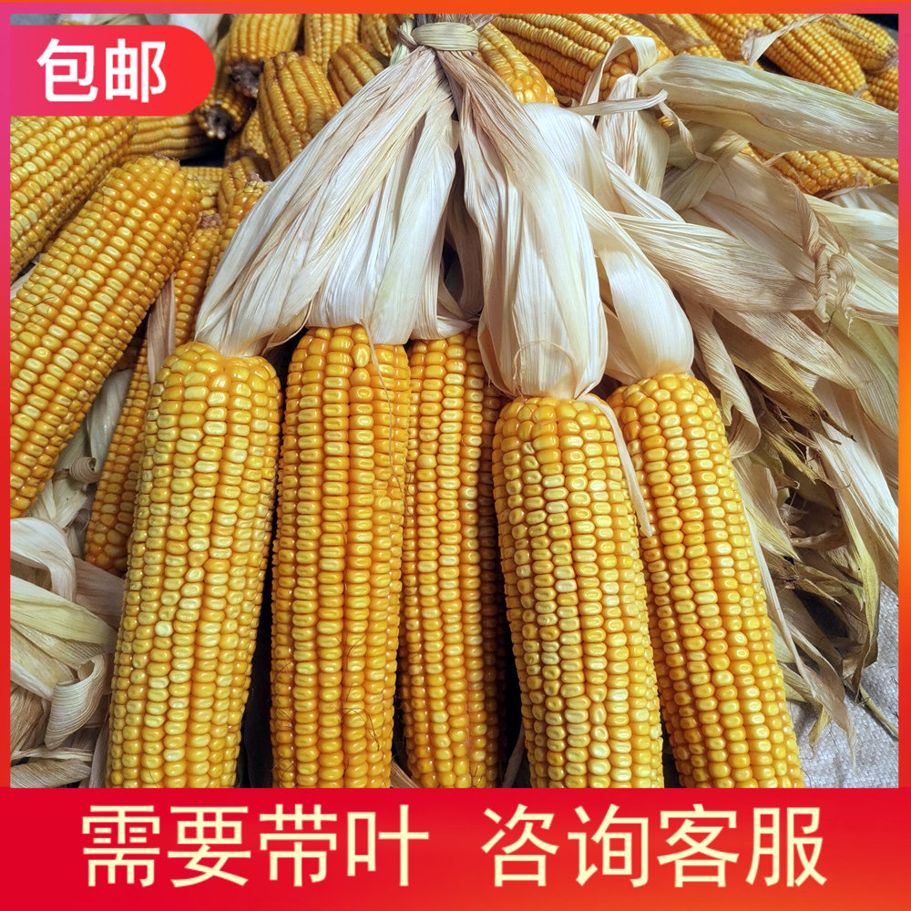 干玉米棒 10穗老玉米棒子新货整根宠物磨牙口粮活动道具装饰山东