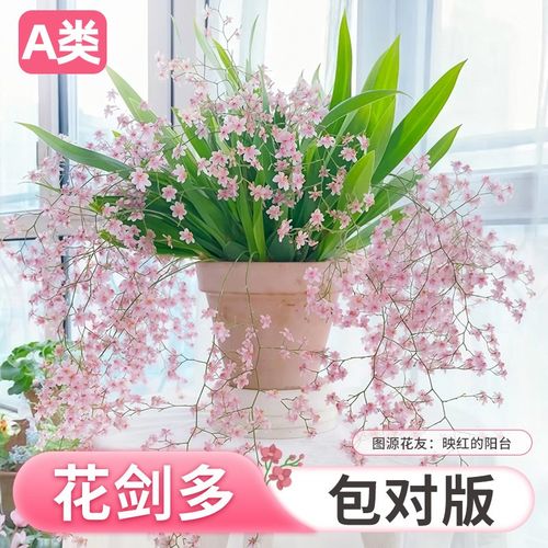 文心兰盆栽带花苞香水梦香兰室内阳台四季好养名贵兰花苗耐寒植物