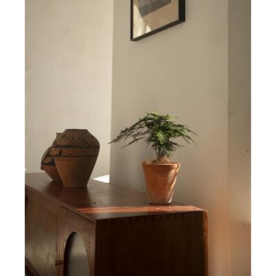 Earth plant云竹文竹小众桌面绿植盆栽四季常绿盆景新中式植物