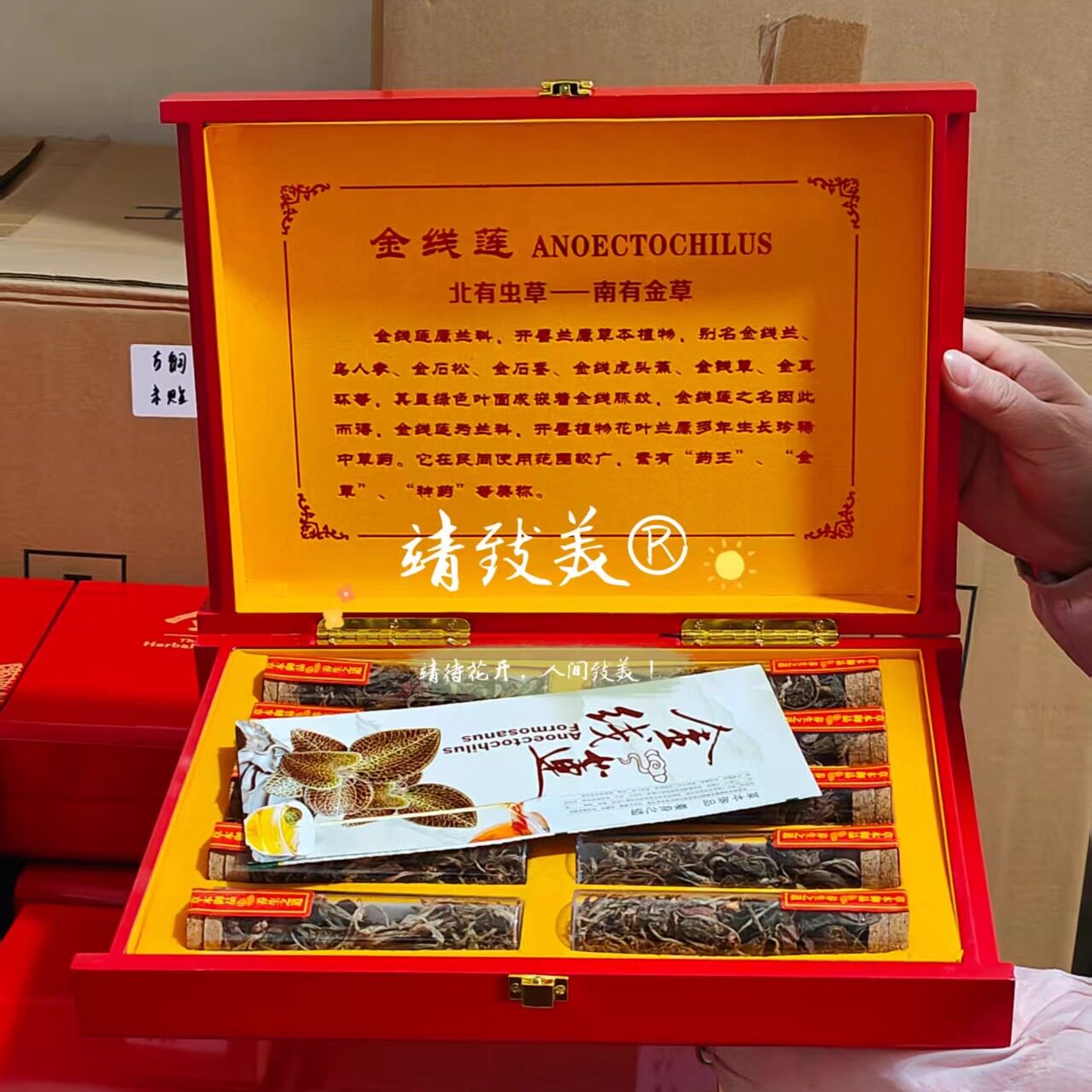 林下金线莲干品礼盒装50克福建南靖金线莲干货种植金线莲