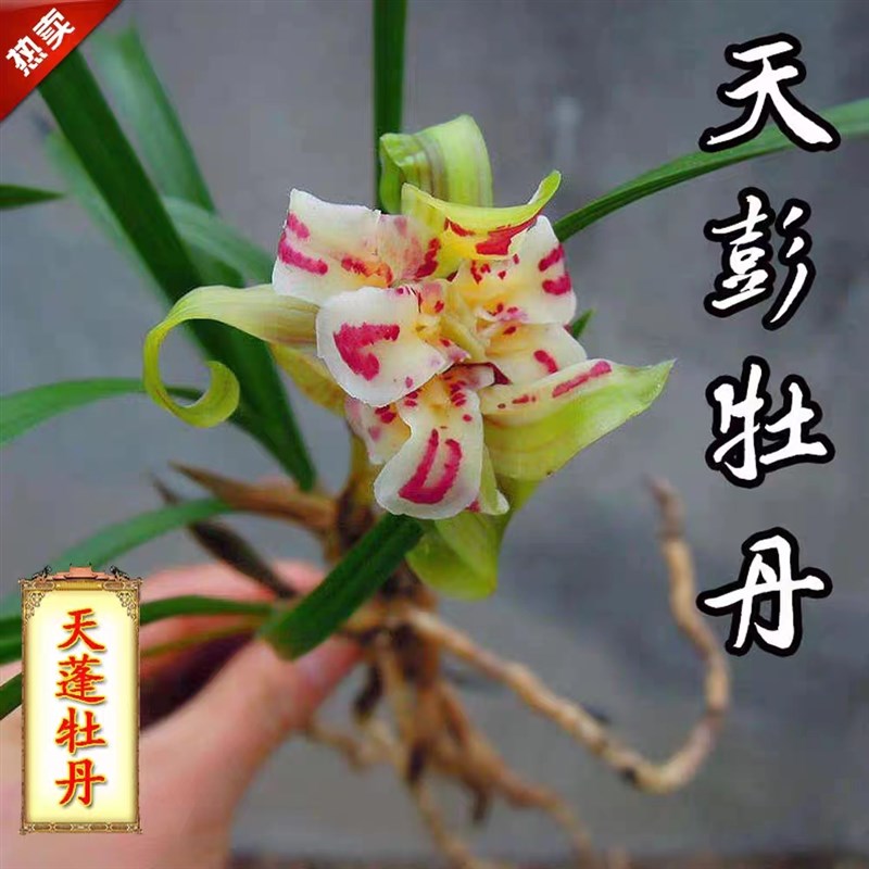 春兰老种奇花天彭牡丹q兰花苗冬带花苞浓香型花卉室内好养易活绿