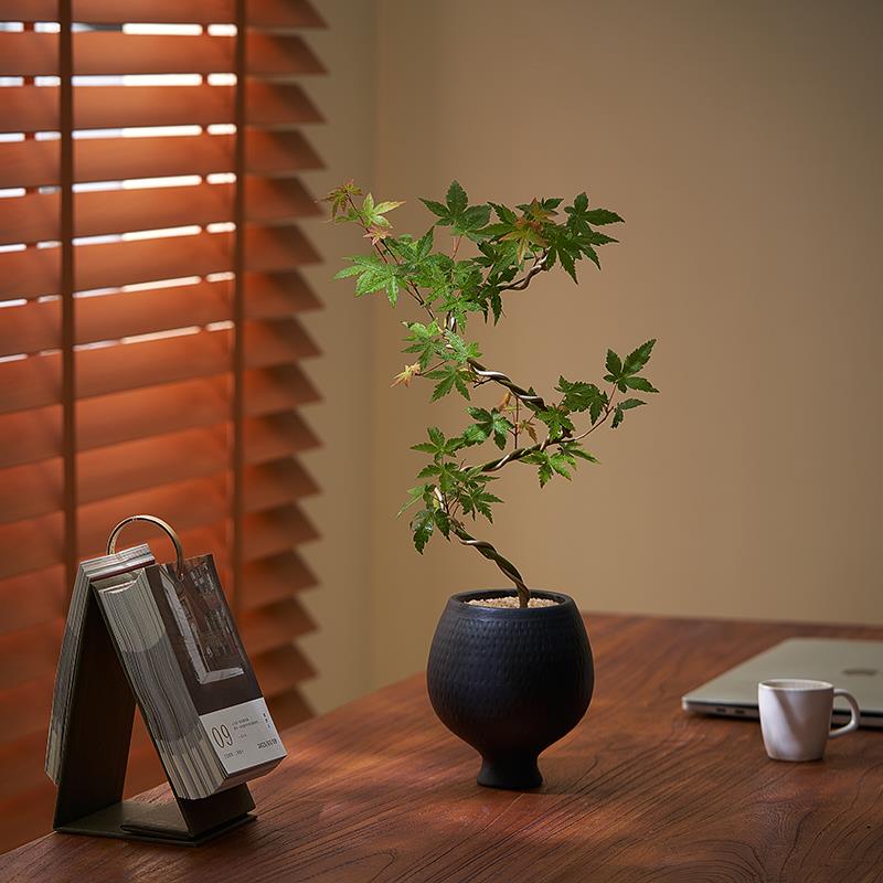 枫树盆栽自然美室内绿植日本造型枫树好养网红客厅书房禅意植物