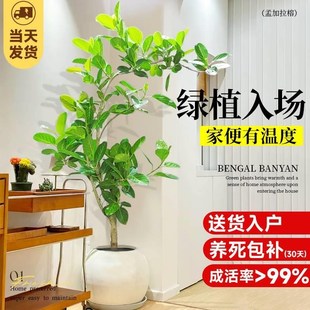 孟加拉榕客厅盆栽大花盆旺宅绿植室内大型好养真树黄金榕落地植物