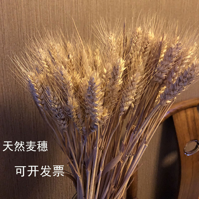 天然麦穗大麦穗客厅田园装饰摆件干花插花拍摄道具真麦穗干花花束