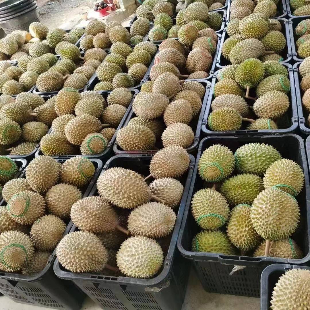 A果进口马来西亚猫山王榴莲冻肉D197新鲜树上熟带壳液氮冷冻