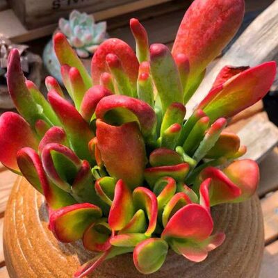 火狐狸多肉大号老桩植物稀有品种办公室客厅阳台好养懒人花卉