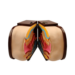 医信女性避孕器指导模型,教学演示女性避孕 女性内外生理解剖模具