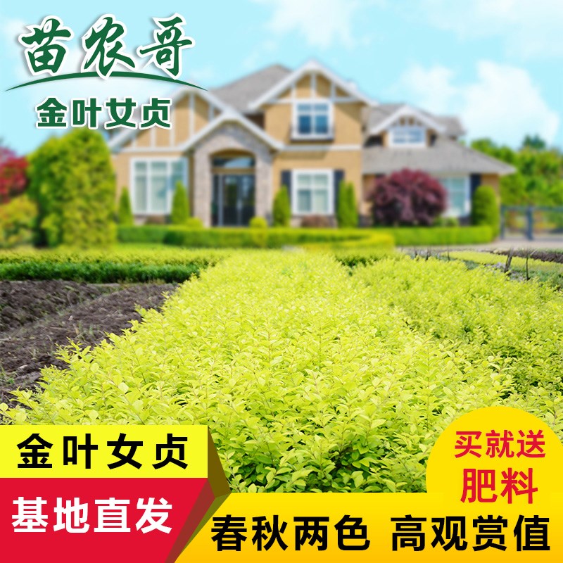 金叶女贞绿e化树苗庭院小区园林工程绿化苗木四季常青绿化植物