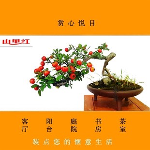 带果发货 山里红盆景树桩 室内阳台办公桌微型盆栽山楂造型老桩