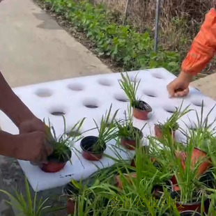 水稻种植浮床鱼塘种植漂浮板无土栽培蔬菜河流种植水稻种植漂浮板