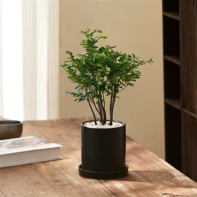 北欧风小叶紫檀盆景办公室内桌面花卉盆栽植物绿植好养活四季常青