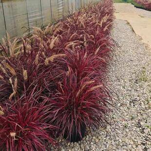 毛紫穗火焰狼尾草盆栽多年生耐热观叶花镜花园庭院地被宿根观赏草