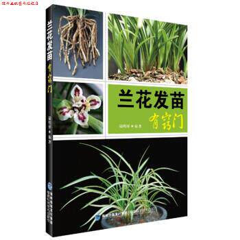 【正版书】 兰花发苗有窍门 陆明祥 福建科学技术出版社