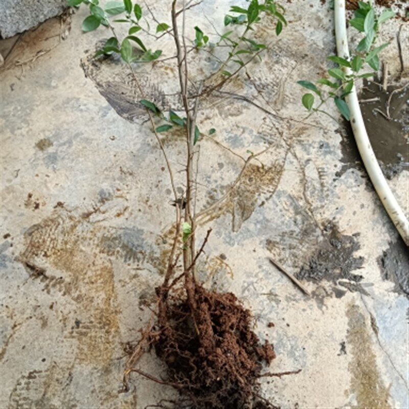 酸木瓜树苗扦插苗3年老苗绿植现挖苗红花木瓜苗山货野菜