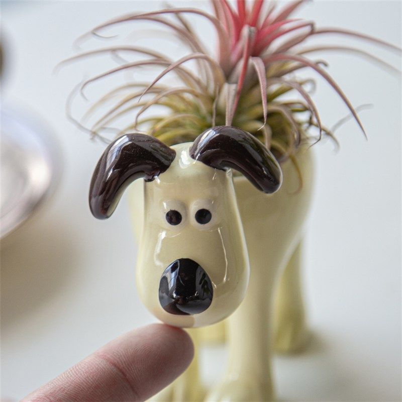 卡通花盆空气凤梨多肉植物盆栽新手好养易活开花仙人掌礼物幼儿园