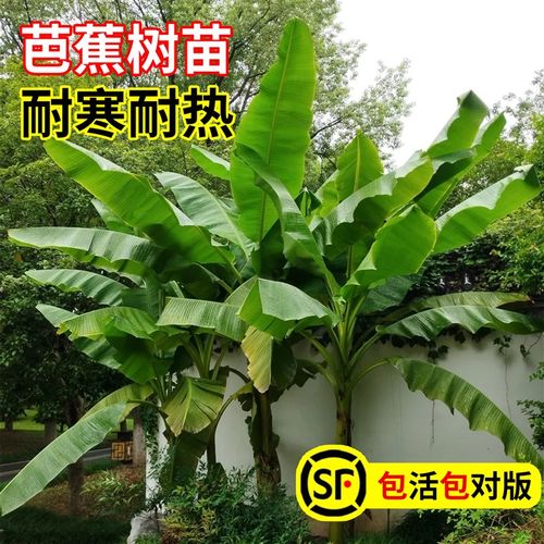 芭蕉树苗绿植盆栽香蕉苗粉蕉耐寒庭院大型芭蕉树北方观赏绿化植物