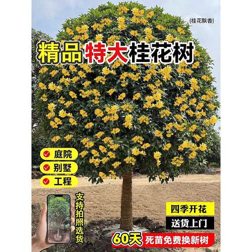 大型桂花树苗南方北四季种
