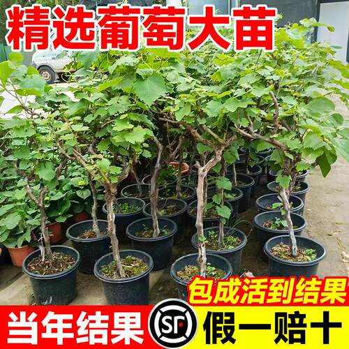 巨峰葡萄树苖阳光玫瑰盆栽