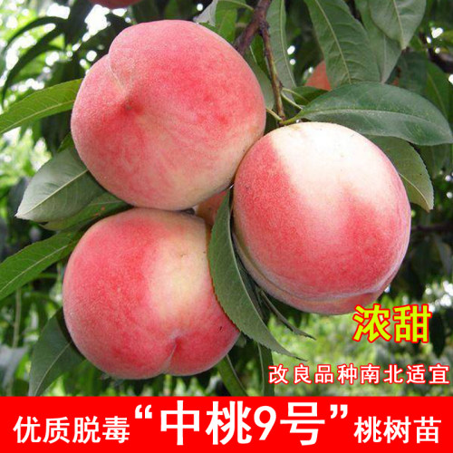 嫁接中桃9号树苗离核脆甜