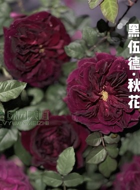 绿园美植  曼斯特德伍德 灌木月季黑红勤花枝条软庭院阳台盆栽
