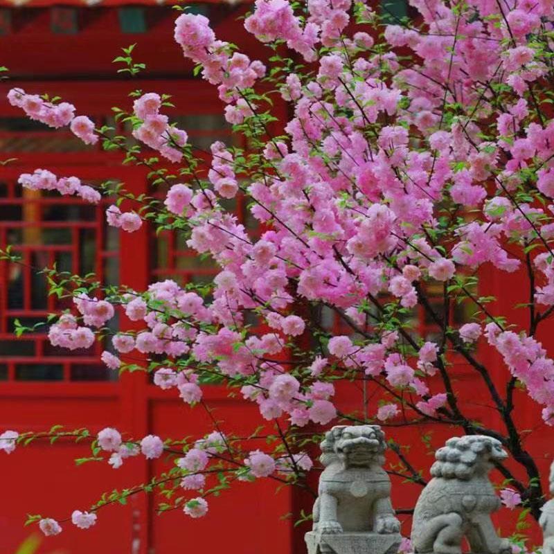 榆叶梅花树苗盆栽重瓣庭院南北方多年生浓香红梅素心腊梅花卉耐寒